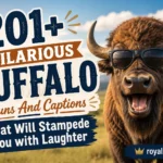 Buffalo Puns And Captions